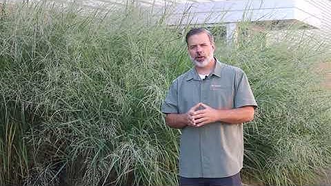 Switchgrass (Panicum virgatum) - Plant Identification