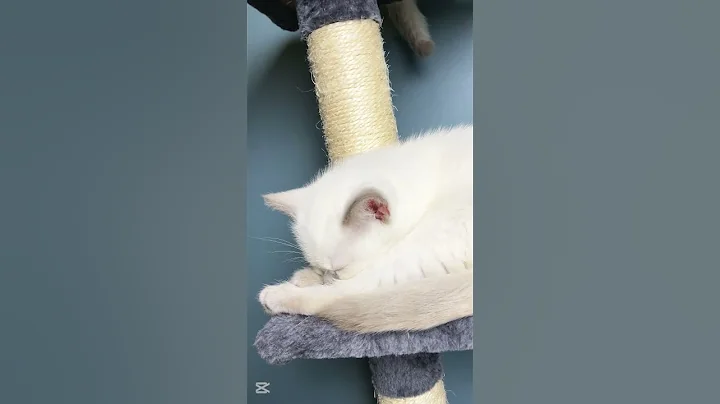 Video 8224921: kitten purr meow, cat purrs meows, cat purrs loudly, kitten funny cute purr, purr sleep, adorable purrs