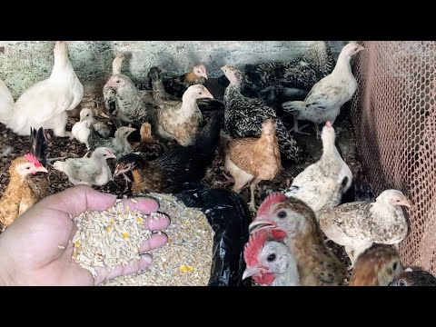 تأسيس الفراخ البلدي عمر 3شهور لأنتاج البيض بدون انقطاع وبدون دهون داخل البطن