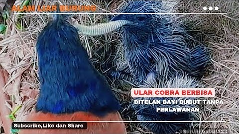 ULAR COBRA BERBISA‼️Ditelan BAYI Bubut Tanpa Perlawanan 