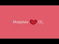 Why Mosquitoes Love Some People More Than Others | Prompt Pest Control London