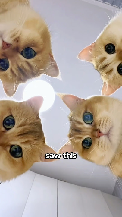I need these cat fur products 🥰🥰❤️#animals #cat #cute #funny #funnyimages #shorts #shortvideo