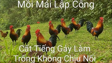Bẫy Gà Rừng | Những Pha Bẫy Bằng Mồi Mái Quá Đẳng Cấp #bẫygàrừng #chicken #tiếnggàrừng #cáchbẫygà