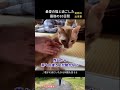 最愛の猫と過ごした最後の10日間 #保護猫 #猫