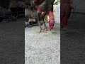 Chú gà xám có hàng vảy độc lạ...
