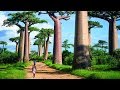 Деревья монстры. Аллея баобабов| Мадагаскар. Часть 8
