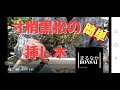 【盆栽初心者】寸梢黒松の挿し木　　　　【まるなか盆栽】