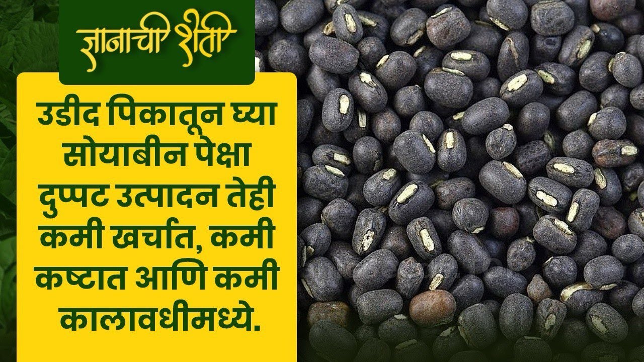 सोयाबीन पेक्षा उडीद भारी !!! सध्याचे बाजारभाव आणि उत्पादन खर्च तपासा आणि तुम्हीच ठरवा !!!