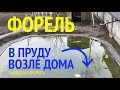 Форель в пруду на участке возле дома. Зарыбление форелью.