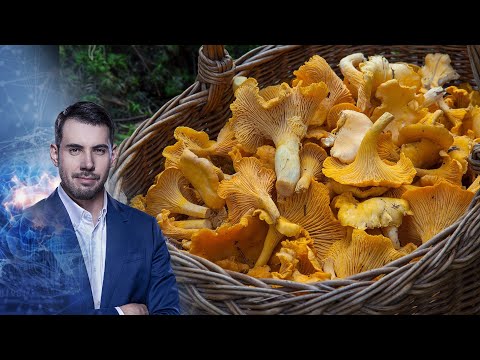 ГРИБНОЕ МЕСТО | Самая полезная программа | 05.09.2020