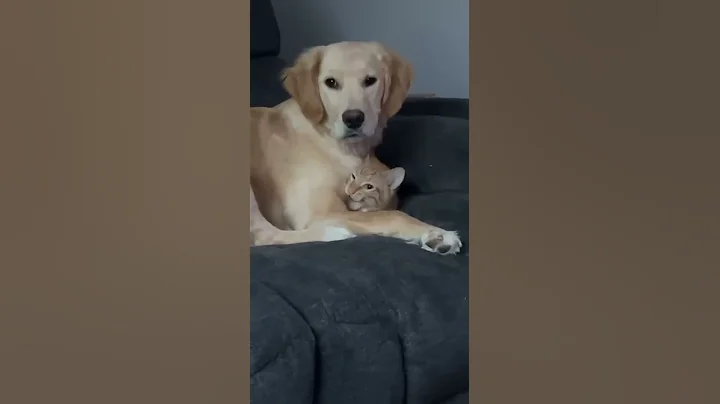 Golden Retriever Attempts to Hide her Cat Brother || ViralHog