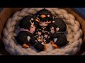 迷你小咕嘎 （10）/Mini Pengmins 🐧（10）/ミニペンギン軍団（10）