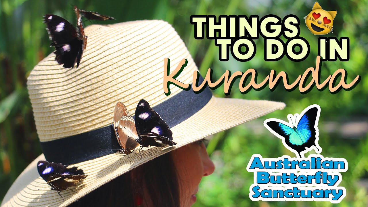 Australian Butterfly Sanctuary Things To Do In Kuranda, Tropical