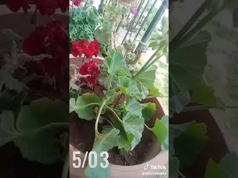 قوليلي مين زيك بالبدل من ضيق