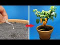 Growing ORANGE BELL PEPPER Time Lapse - 123 Days