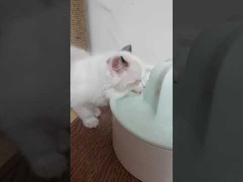 Lovely ragdoll kitten