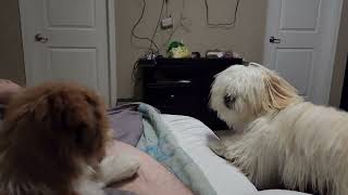 Roman and Precious Lhasa Apsos playing.