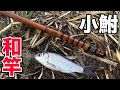 小春作  六尺  小鮒竿  和竿に入魂‼️  2018年3月10日  小鮒釣り  用水路  【小物釣り こぶな釣り  ふな釣り】