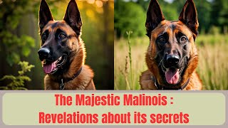 The Majestic Malinois: Revelations on the Secrets of the Shepherd by LES ANIMAUX DE COMPAGNIE  104 views 4 weeks ago 10 minutes, 38 seconds