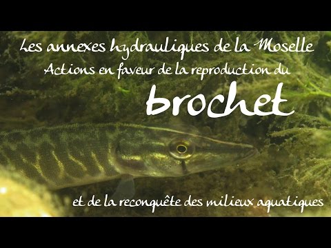 Les annexes hydrauliques de la Moselle, actions en faveur de la reproduction du brochet et de la reconquête des milieux aquatiques