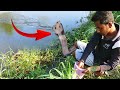 Fish hunting || Black cobra attacks at fishing spot