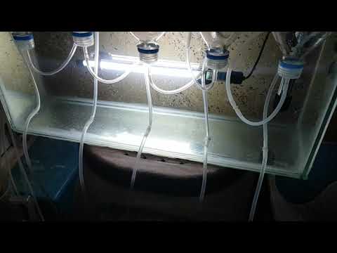 منظومه لفقس بيوض الارتيميا في فصل الشتاء