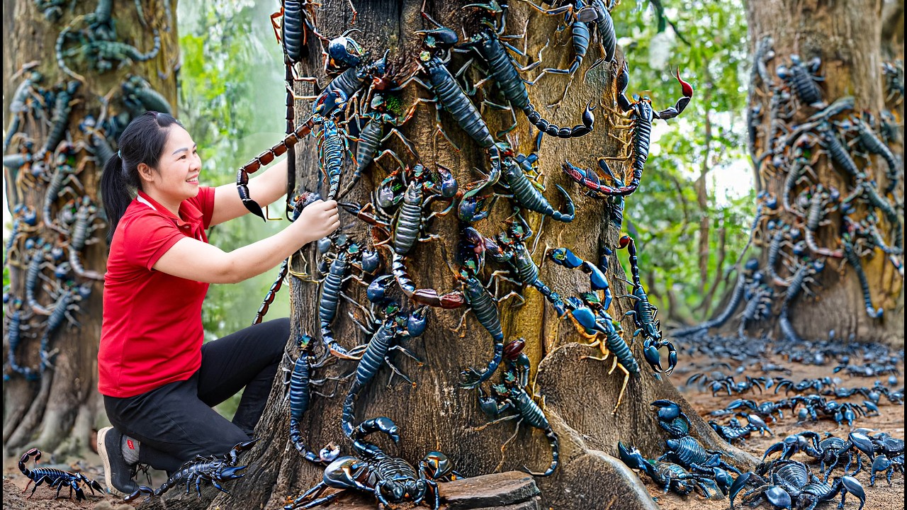 Harvest 1000+ Giant Forest Scorpion & Goes to Market Sell | They cling tightly to the tree trunks