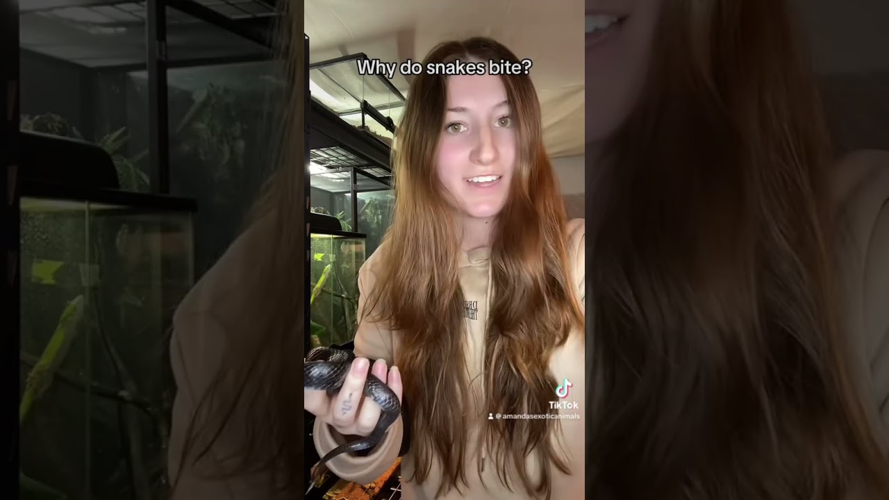 Meet Smokes! My nippy Mexican black kingsnake!