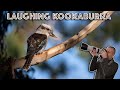 Photographing Laughing Kookaburras -  Canon EF 100-400 II