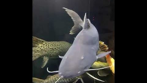 Hồ Cá Amazon Khủng Nhất Sg .. Cá Rồng 176/17 Minh Phụng , Phường 6 , Quận 6