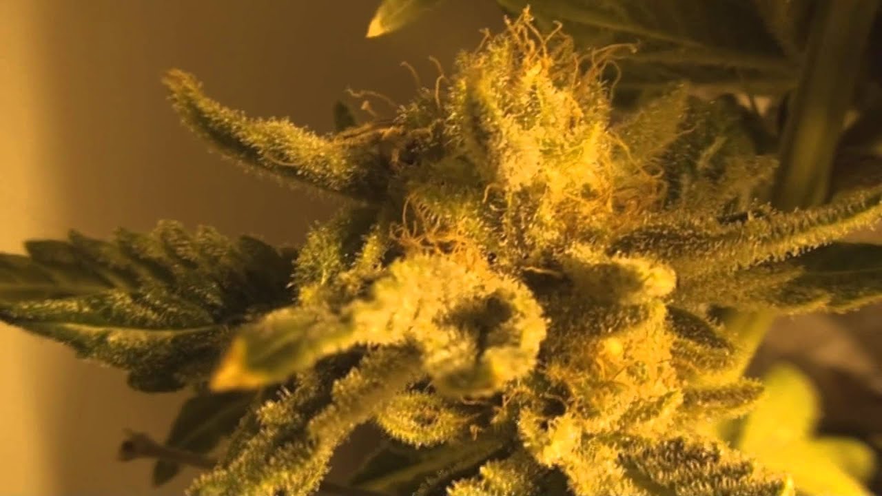 Herijuana IBL - KO Kush F4 04/30/12