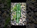 スギナは酸性だから生える。だから石灰をまけば消える。──本当に？pHを変えても止まらない理由は「数字」ではなく土の状態にあります。スギナは敵ではなく、足元からのサインかもしれません。