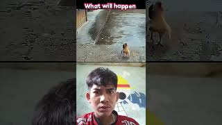 elang vs ayam #funny #edit #mergefables #facts #games #duet