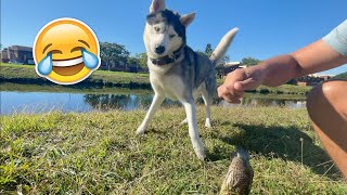 My Husky Reacts To Flopping Fish!