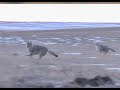 4 Coyotes Attack Dog ! EPIC 4K Coyote Footage !  Predator Hunting: SUPPRESSED® "QUAD-RECEPT"