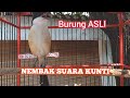 Masteran Cendet Gacor Tembakan Rapat Nyerecett Kicau Pidong Mp3 - Mp4 Download