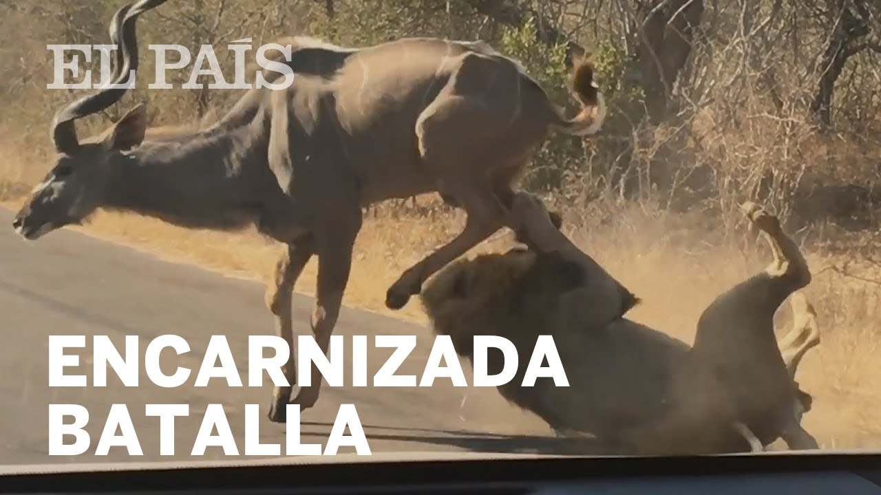 La cruenta batalla entre un león y un antílope frente a unos turistas en  Sudáfrica - YouTube