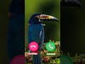Ringtone Smartphone Ringtones Music 