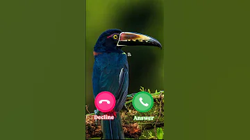 Ringtone Smartphone Ringtones Music 