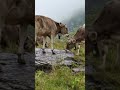 Mountain cow 🐄 Горная корова 🐄  steppe cow 🐄 Дания | Denmark 🇩🇰 #denmark #steppe #cow #корова #short