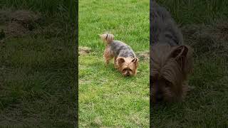 Adorable Yorkie Reactions to Tall Meadow Grass 🐶