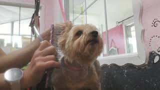 How to Groom a Yorkie: Four Minute Teddy  Bear  Head