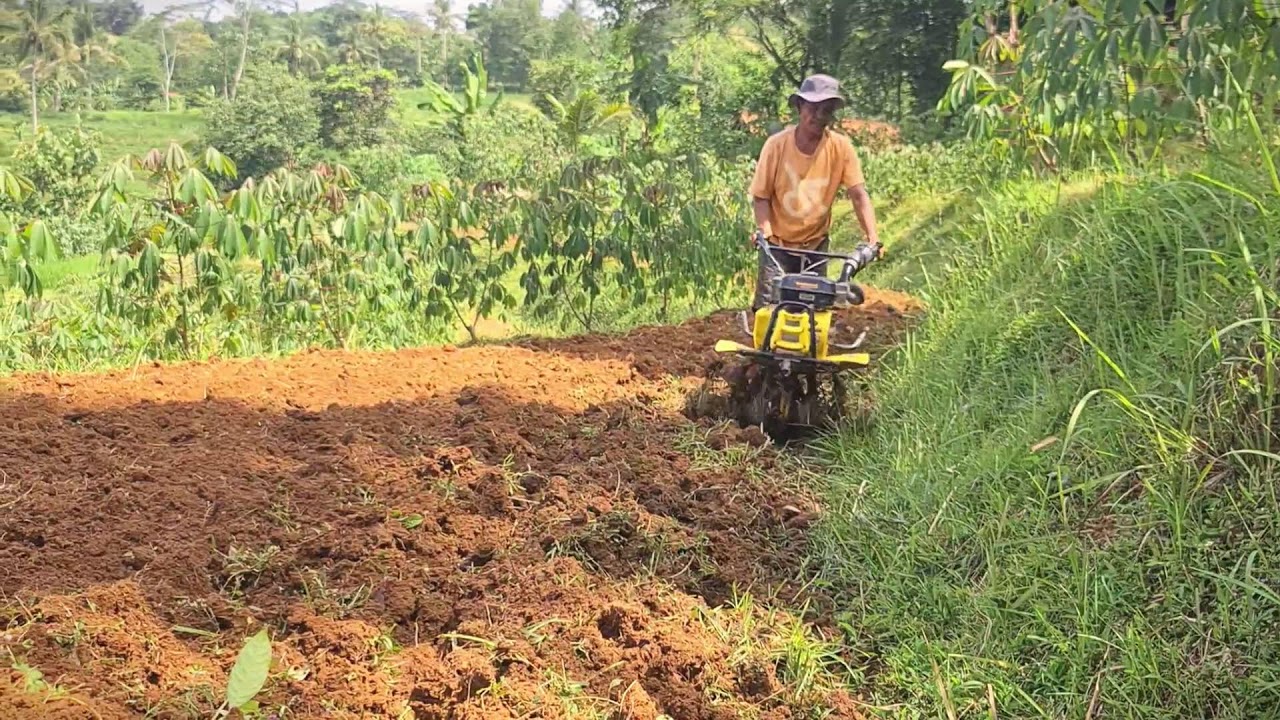 Rural Rice Processing with Old Techniques 