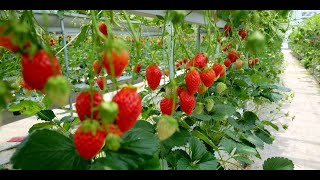 Tips to Have a Successful Strawberry-Growing Season