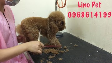 Dịch vụ tắm, cắt tỉa lông cho chó Poodle GIÁ RẺ - UY TÍN - Lino Pet Spa