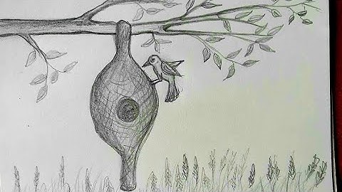 how to draw nest and bird/ baya weaver