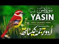 Surah Yaseen Full with Urdu &amp; Hindi Translation || Soul Relaxing Quran Recitation || Qari Mansoor