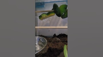 Anaconda phase Emerald tree boa #emeraldtreeboa #greentreepython #coralluscaninus