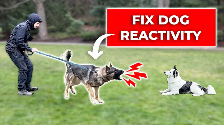 How We Fix LEASH REACTIVITY Towards DOGS (Stop Barking and Lunging) - DayDayNews