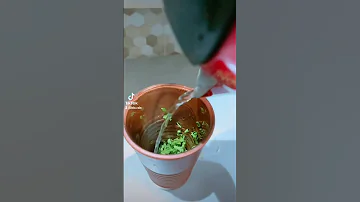 طريقة استعمال المورينجا Moringa 
